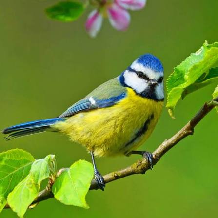 BLUE TIT artwork